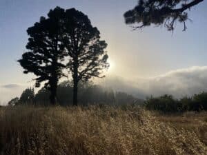 Ecotherapy couples Intensives